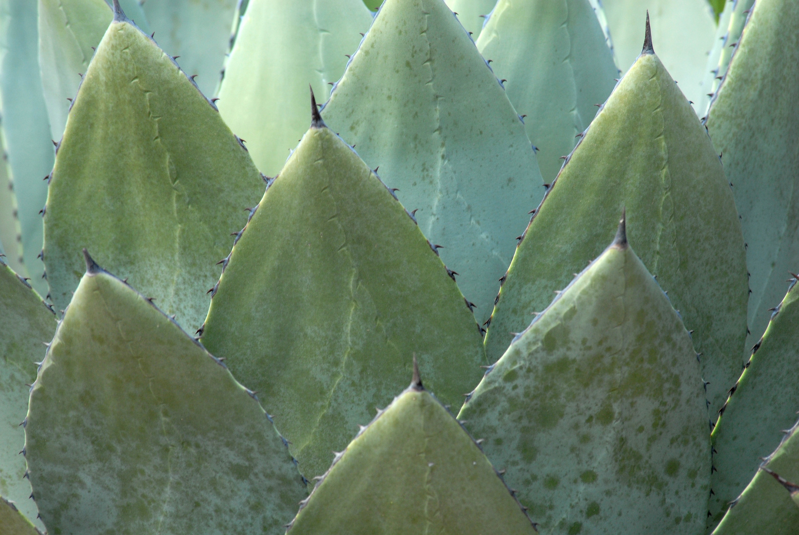 Agave