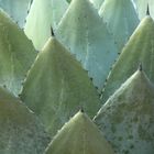 Agave