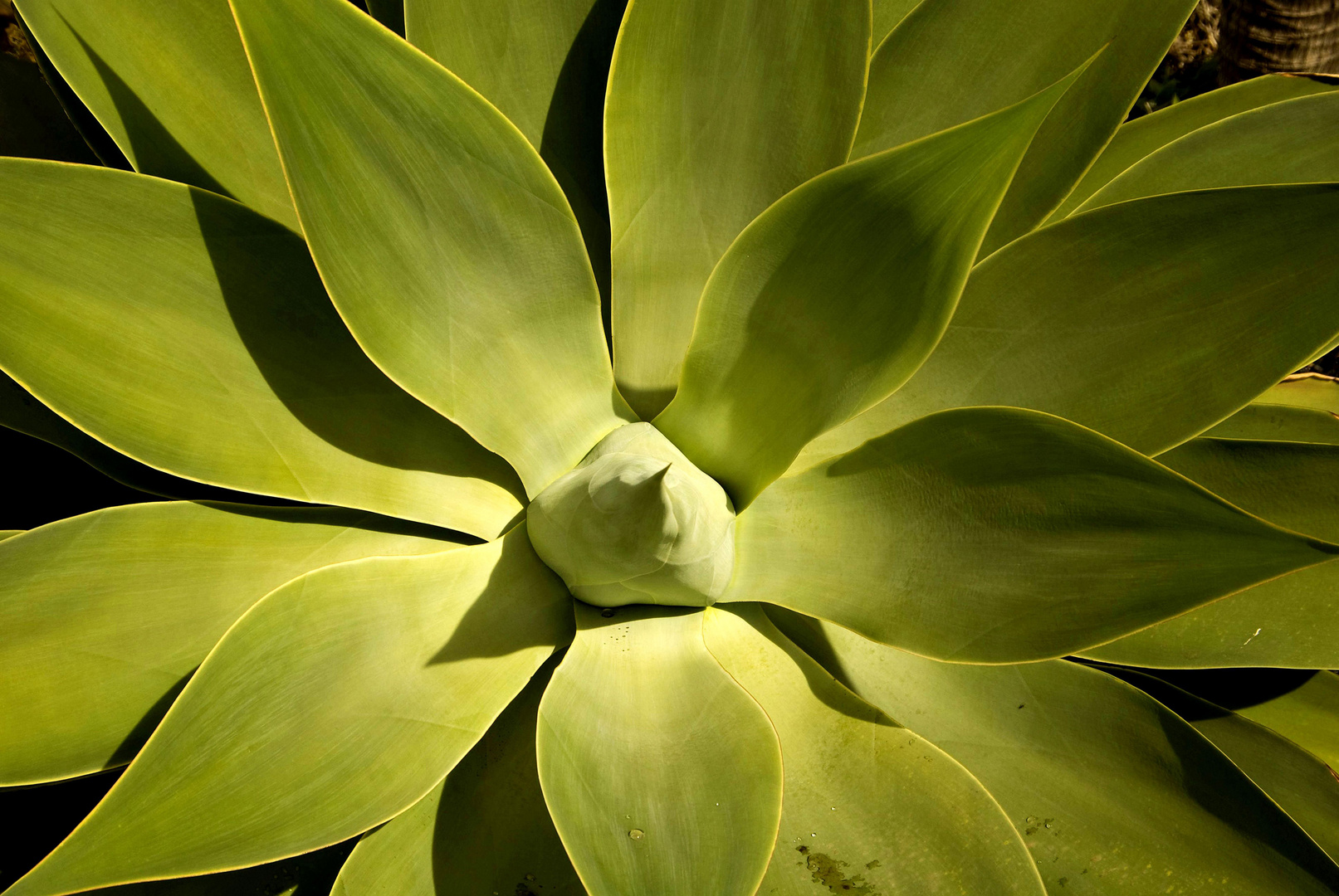 Agave