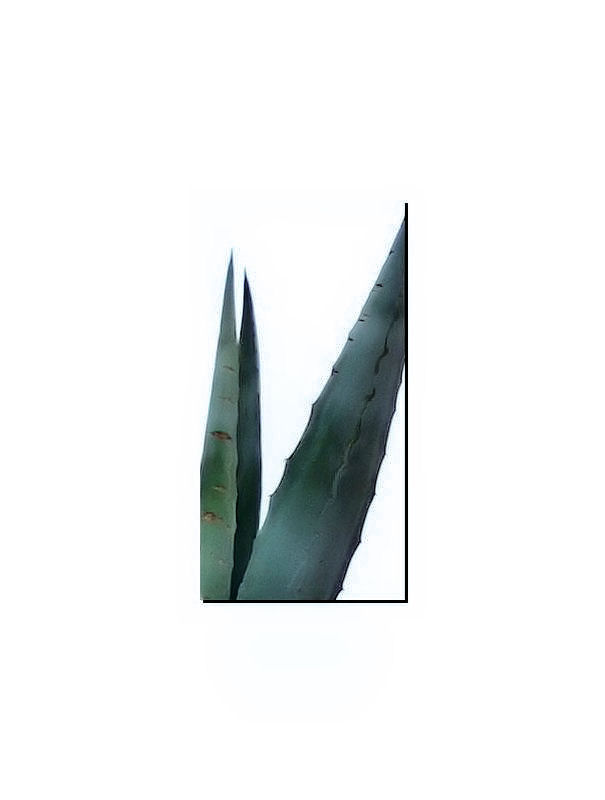 Agave..