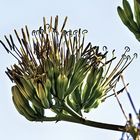 Agave