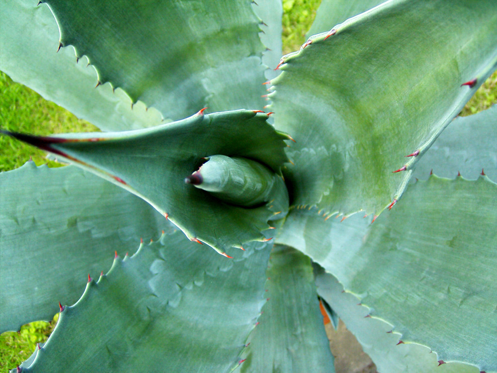 Agave