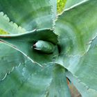 Agave