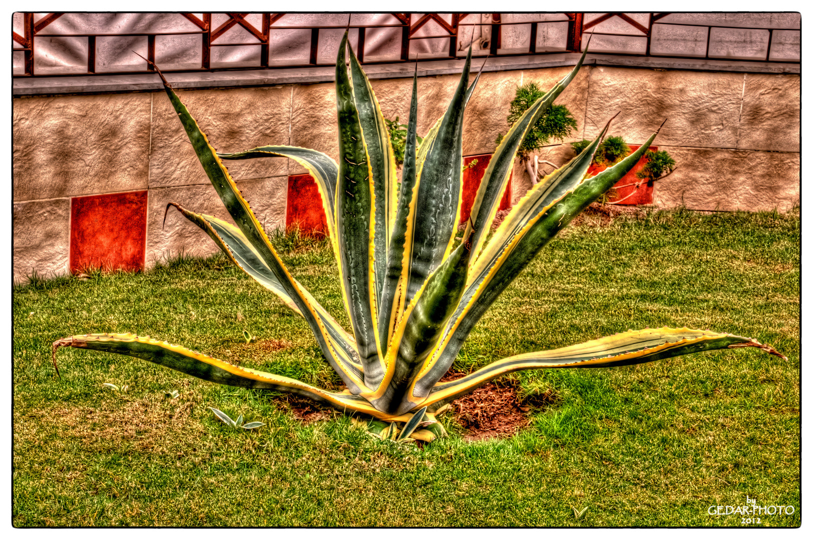 Agave