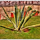 Agave