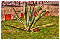 Agave