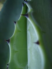 Agave