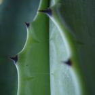 Agave