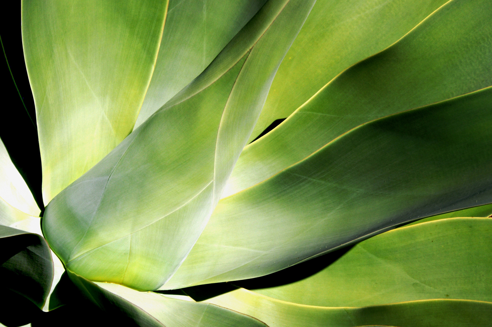 Agave