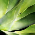 Agave