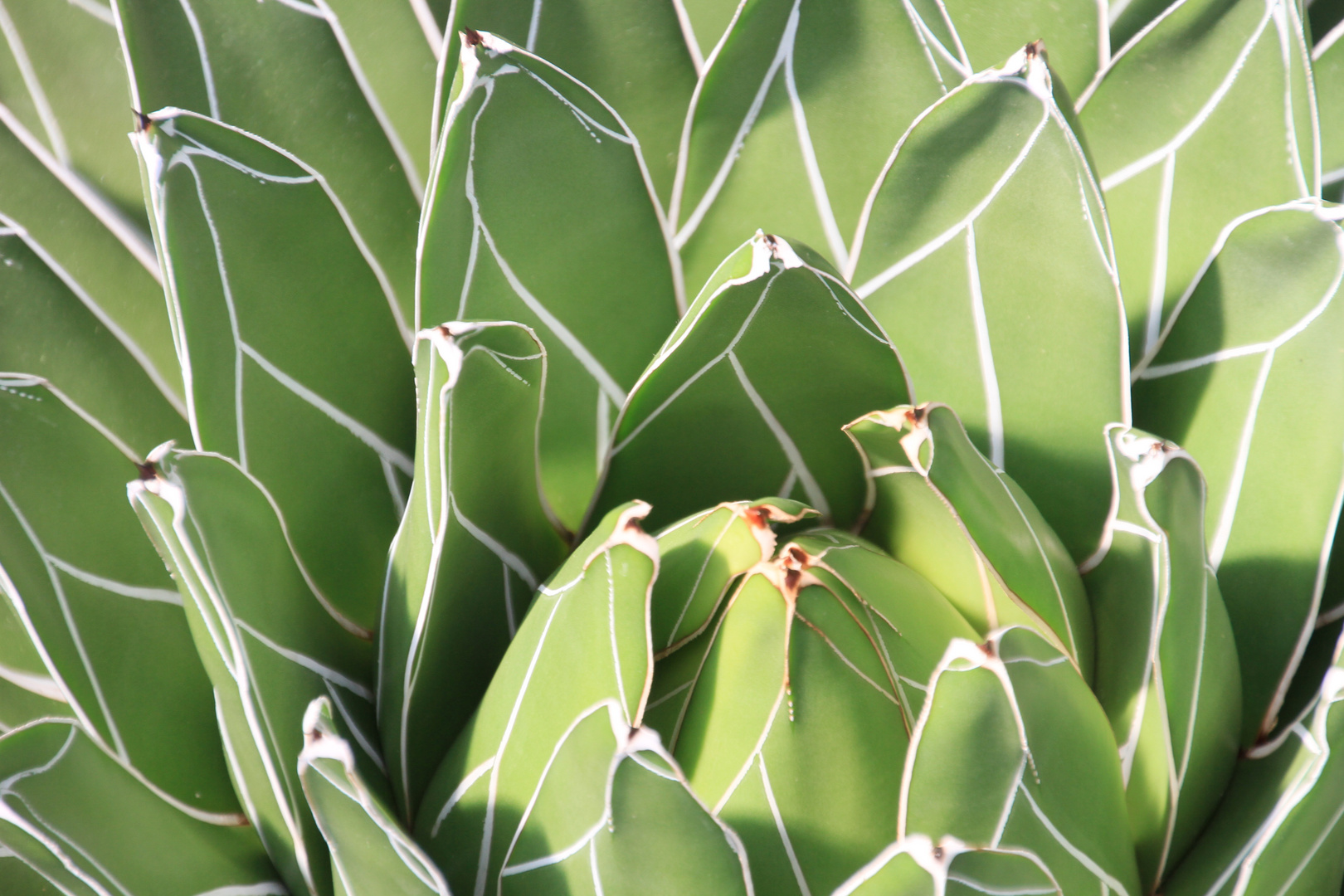 Agave