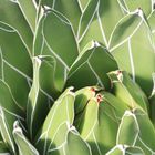 Agave