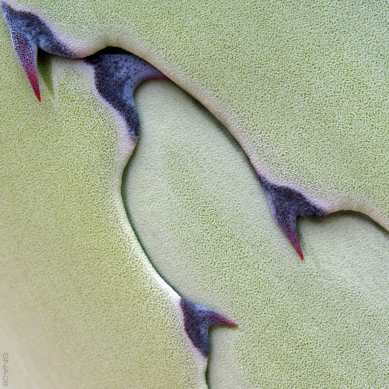 agave 3