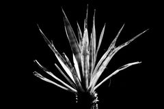 Agave