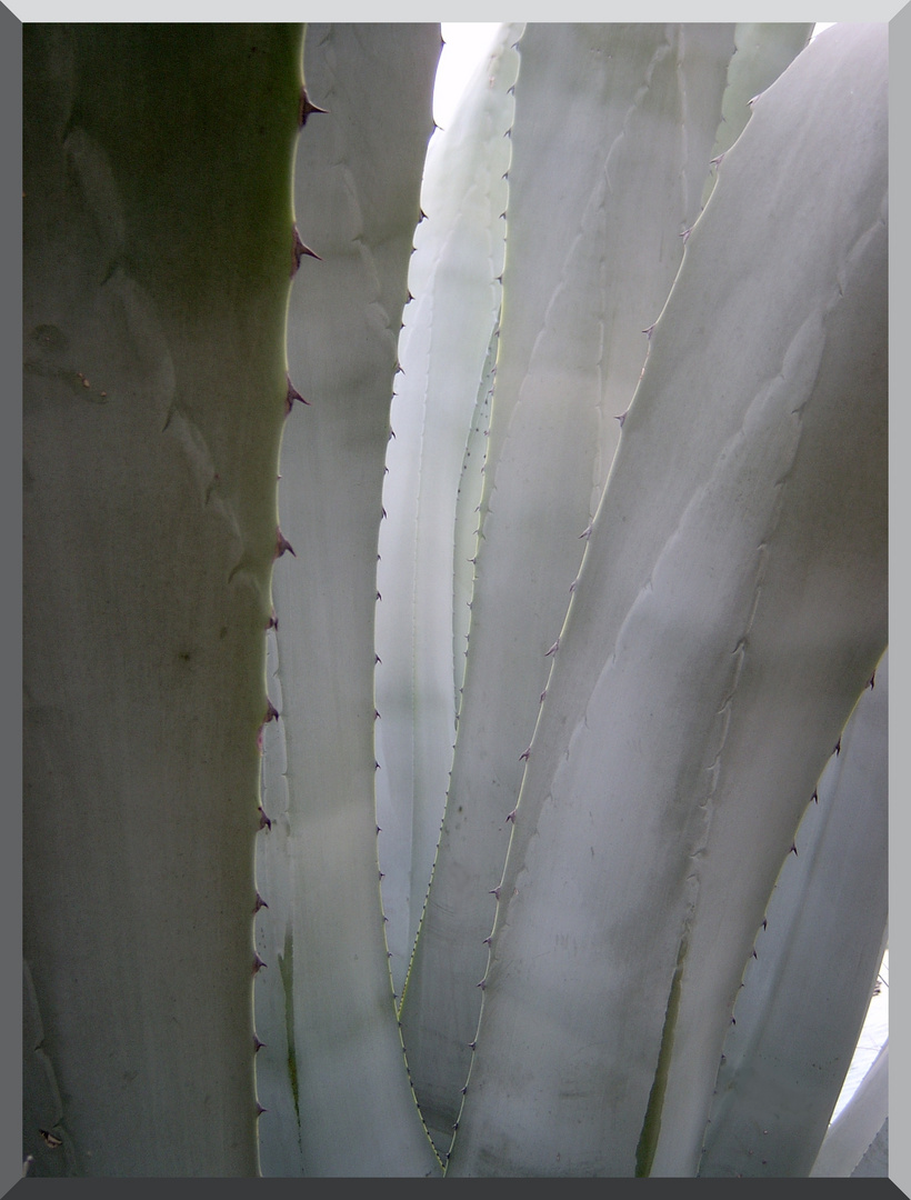 Agave