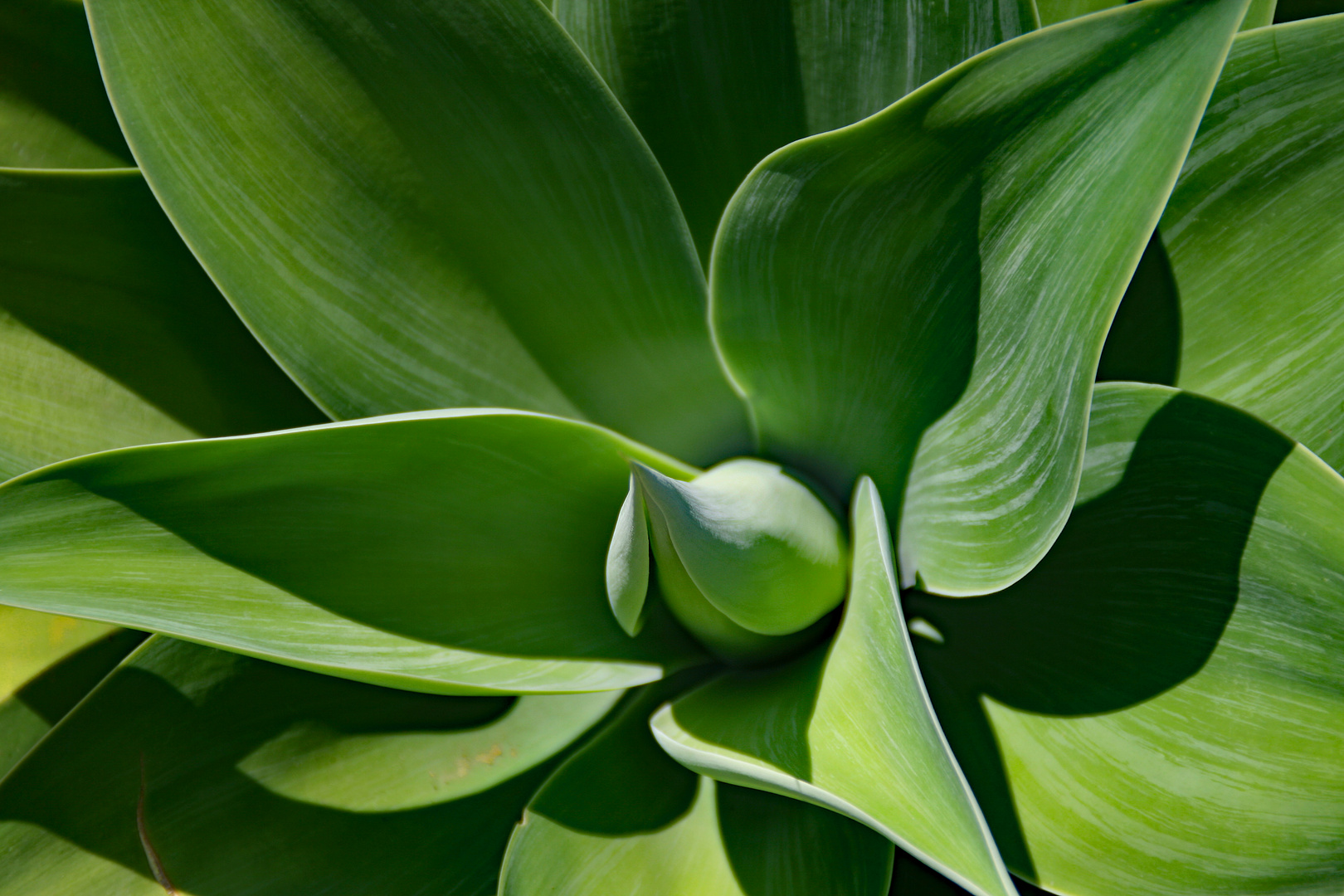 Agave