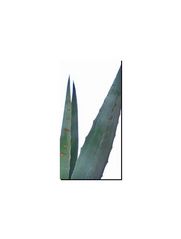 agave