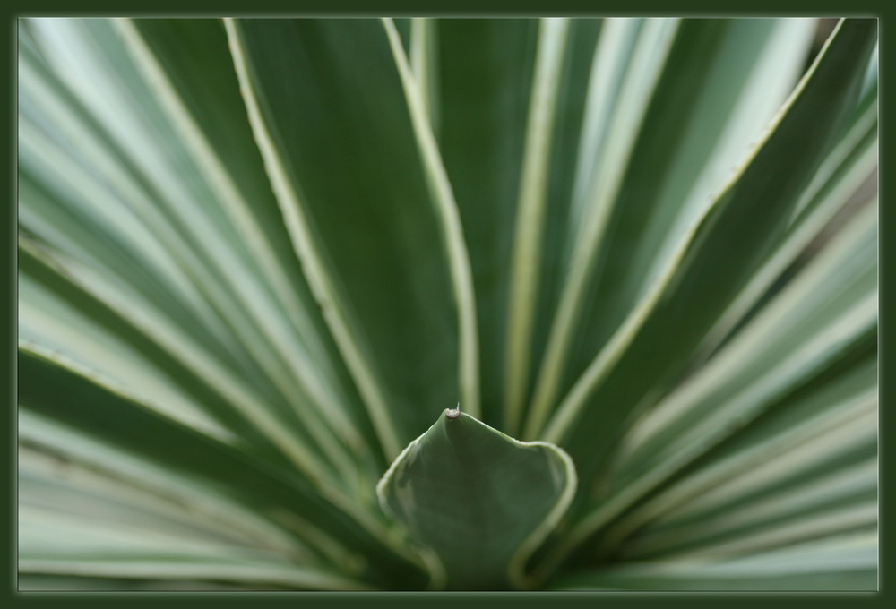 Agave