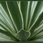 Agave