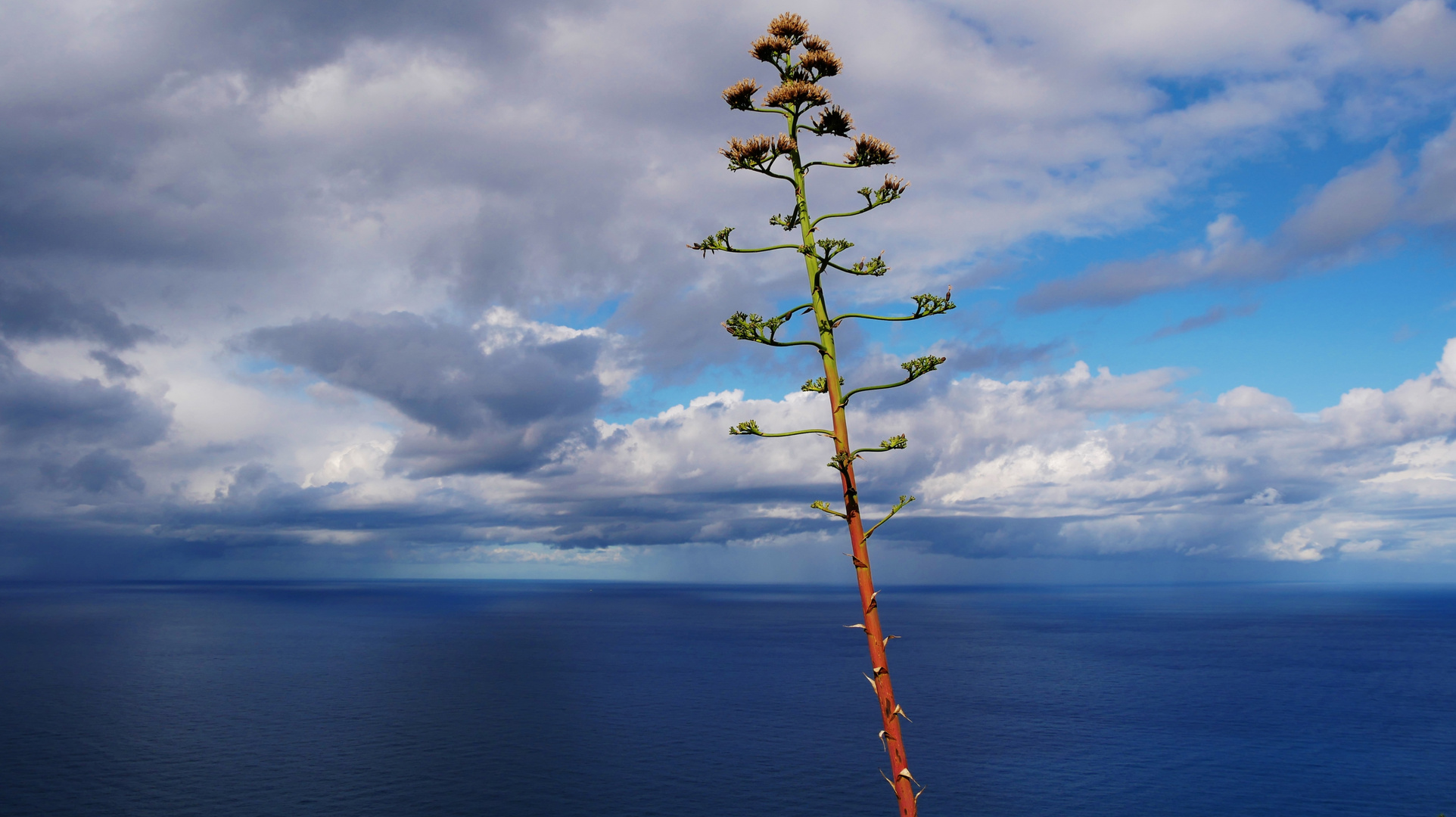 Agave