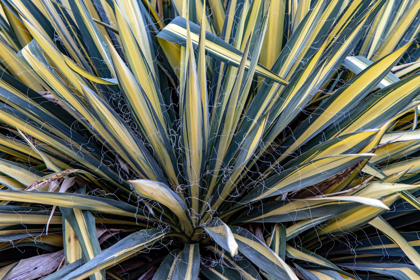 Agave