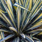 Agave