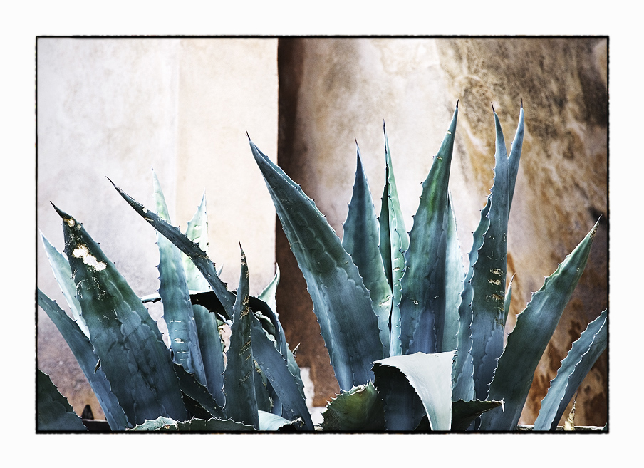 Agave