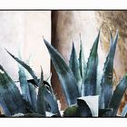 Agave