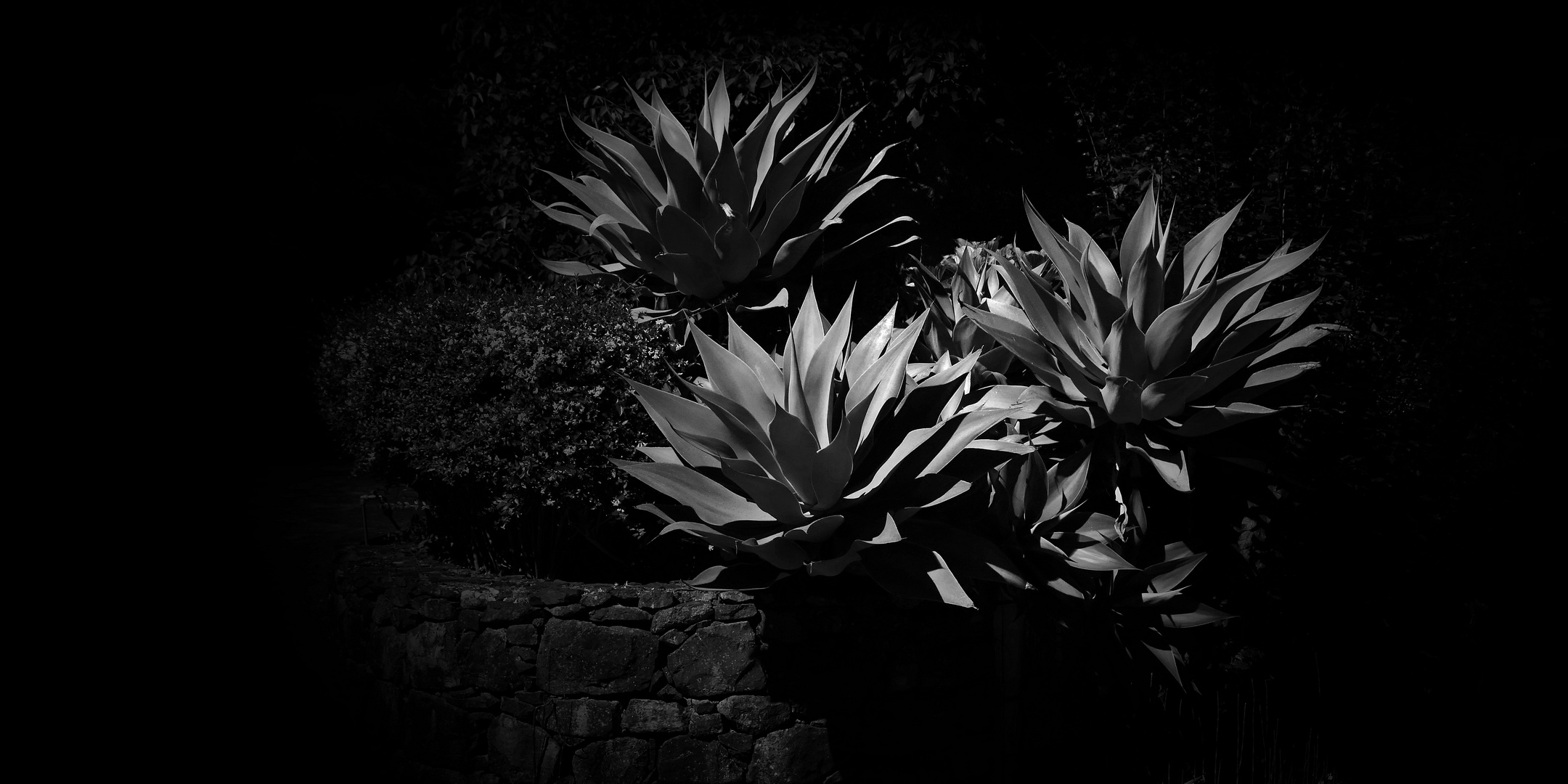 Agave