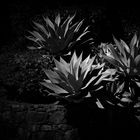 Agave