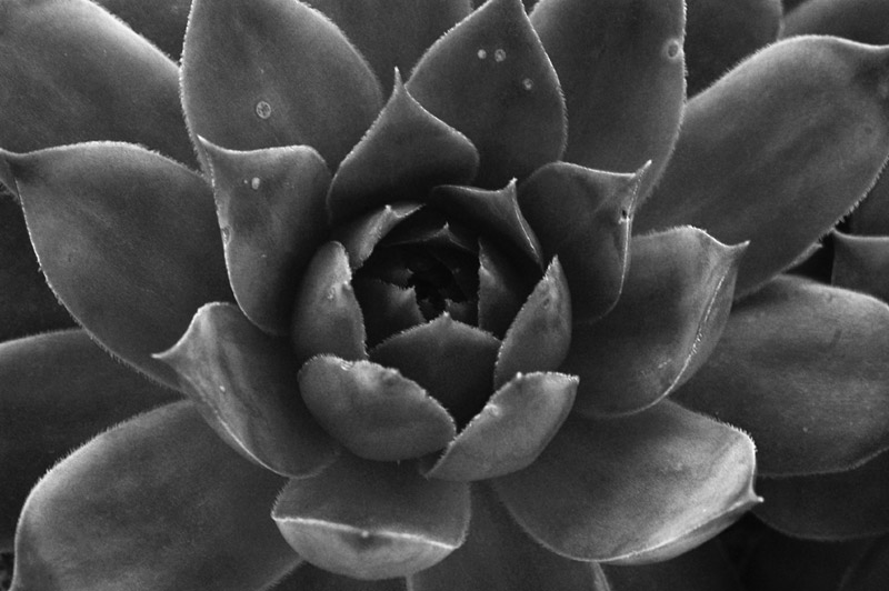 Agave