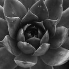 Agave