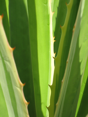 Agave