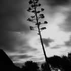 agave