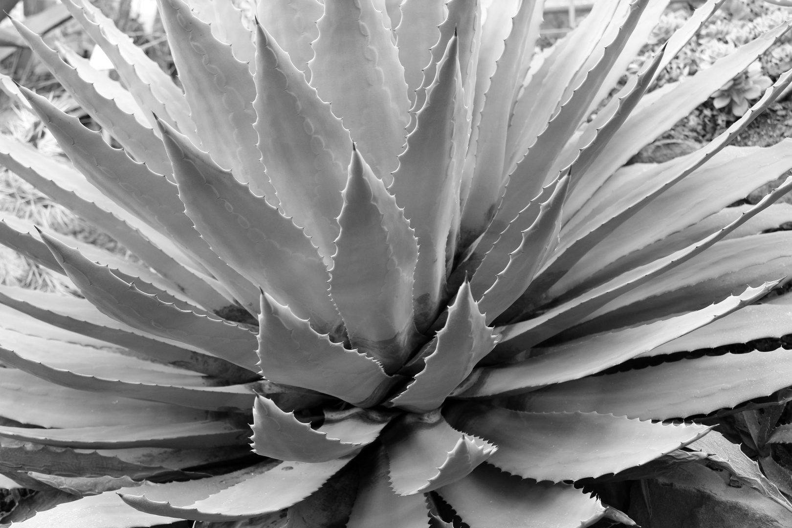 Agave