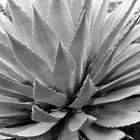 Agave