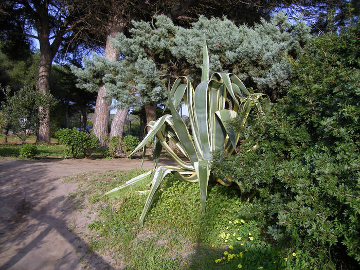 agave