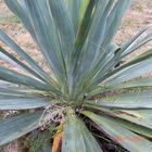 Agave