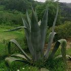 agave