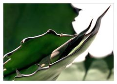 Agave