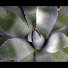 Agave