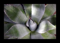 Agave