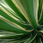 Agave