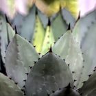 Agave