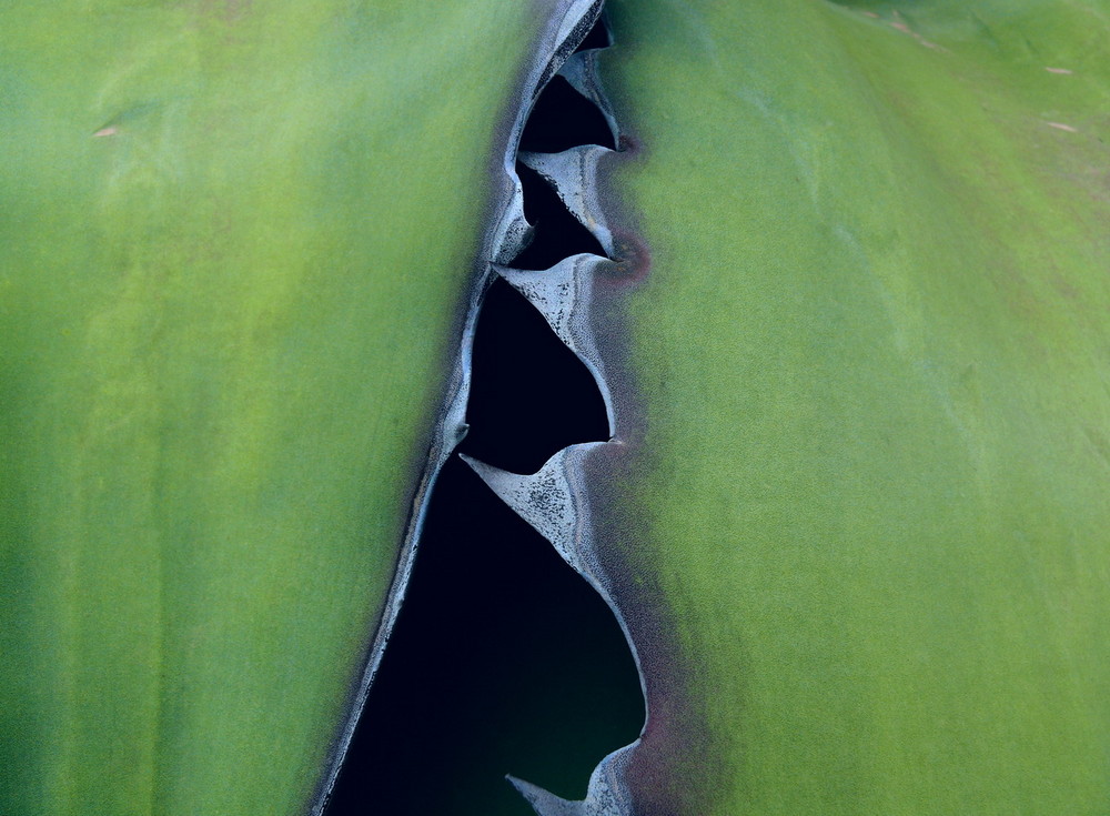 Agave