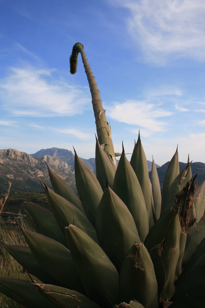 Agave