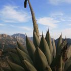 Agave