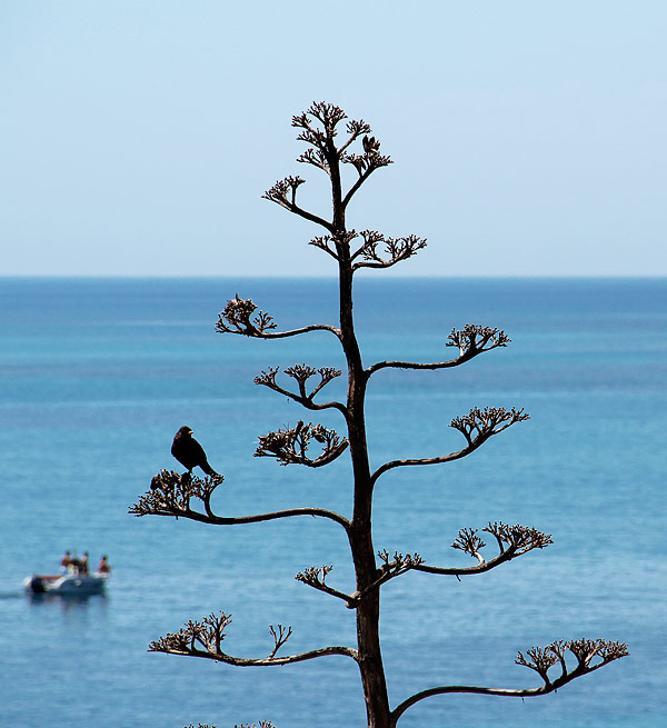 Agave am Meer