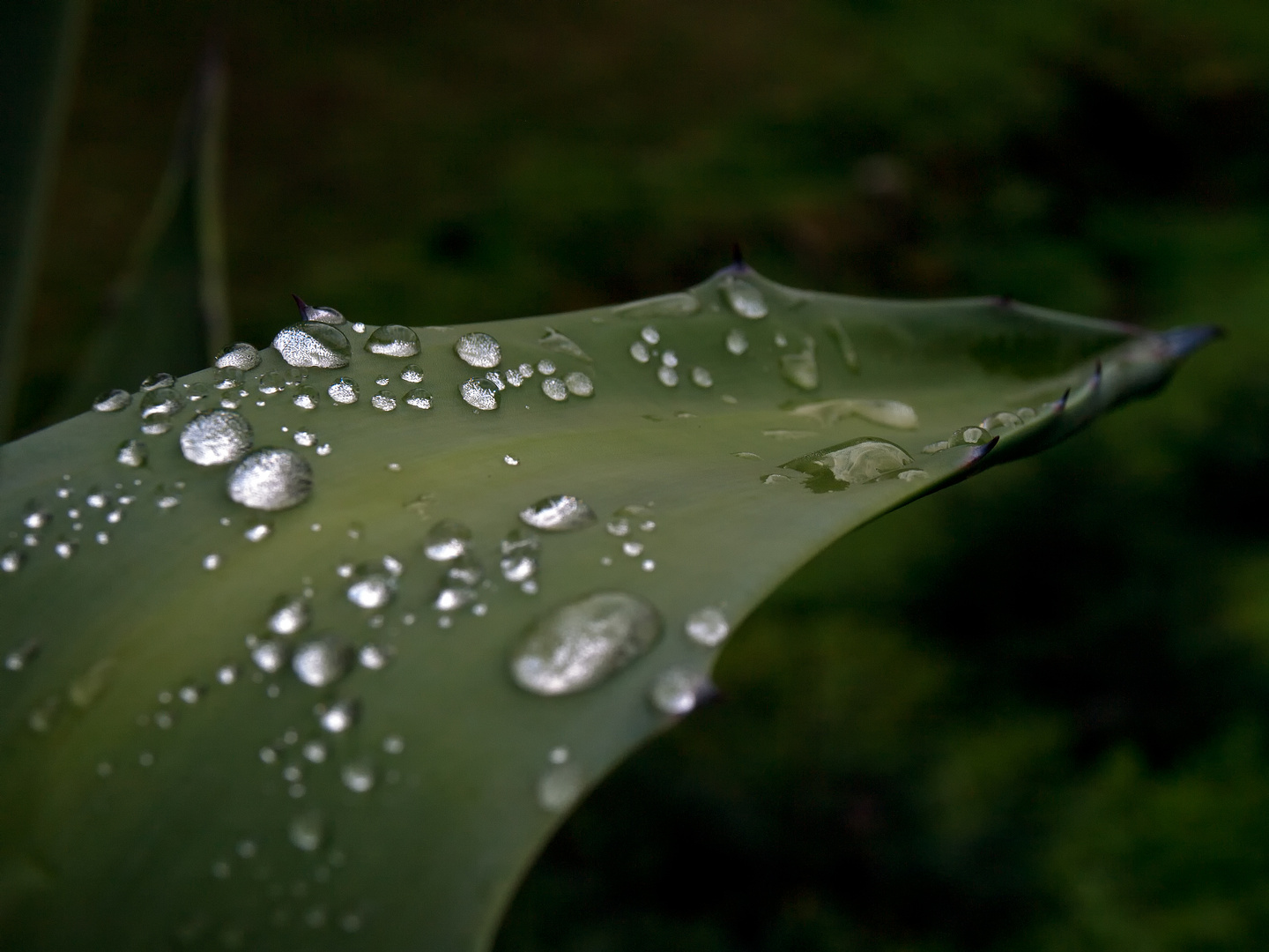 Agave américain