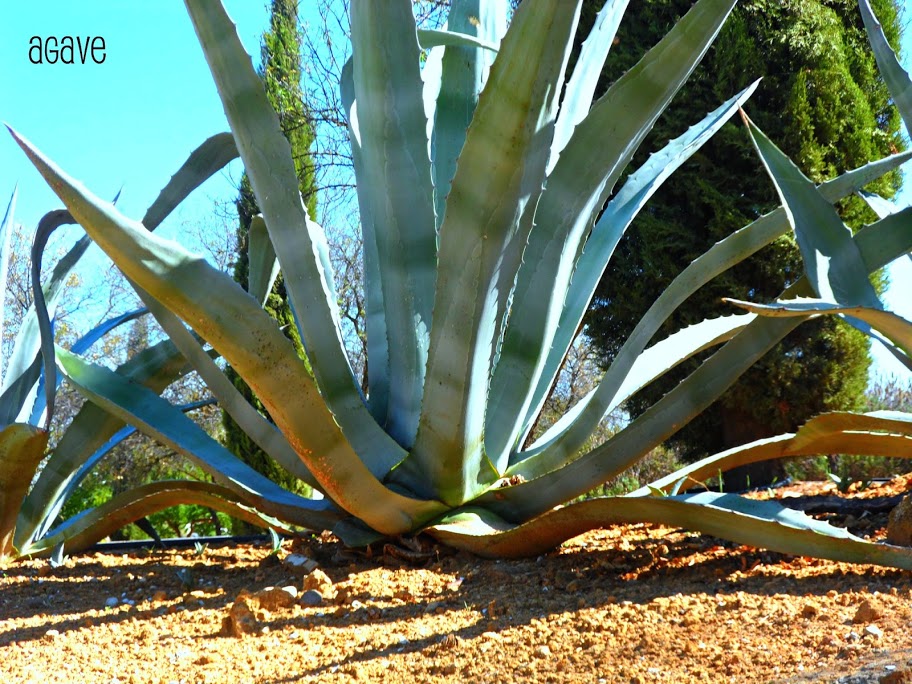 agave americana